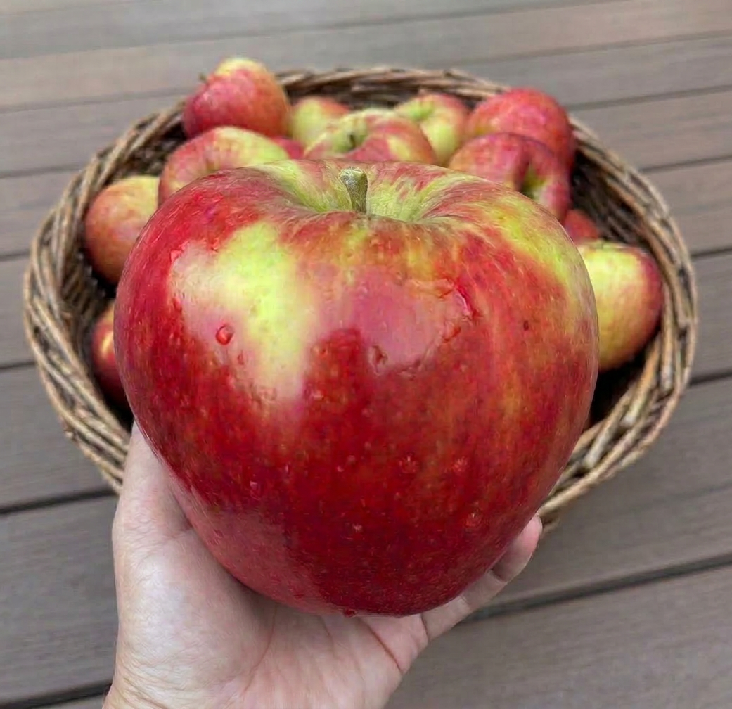 apple